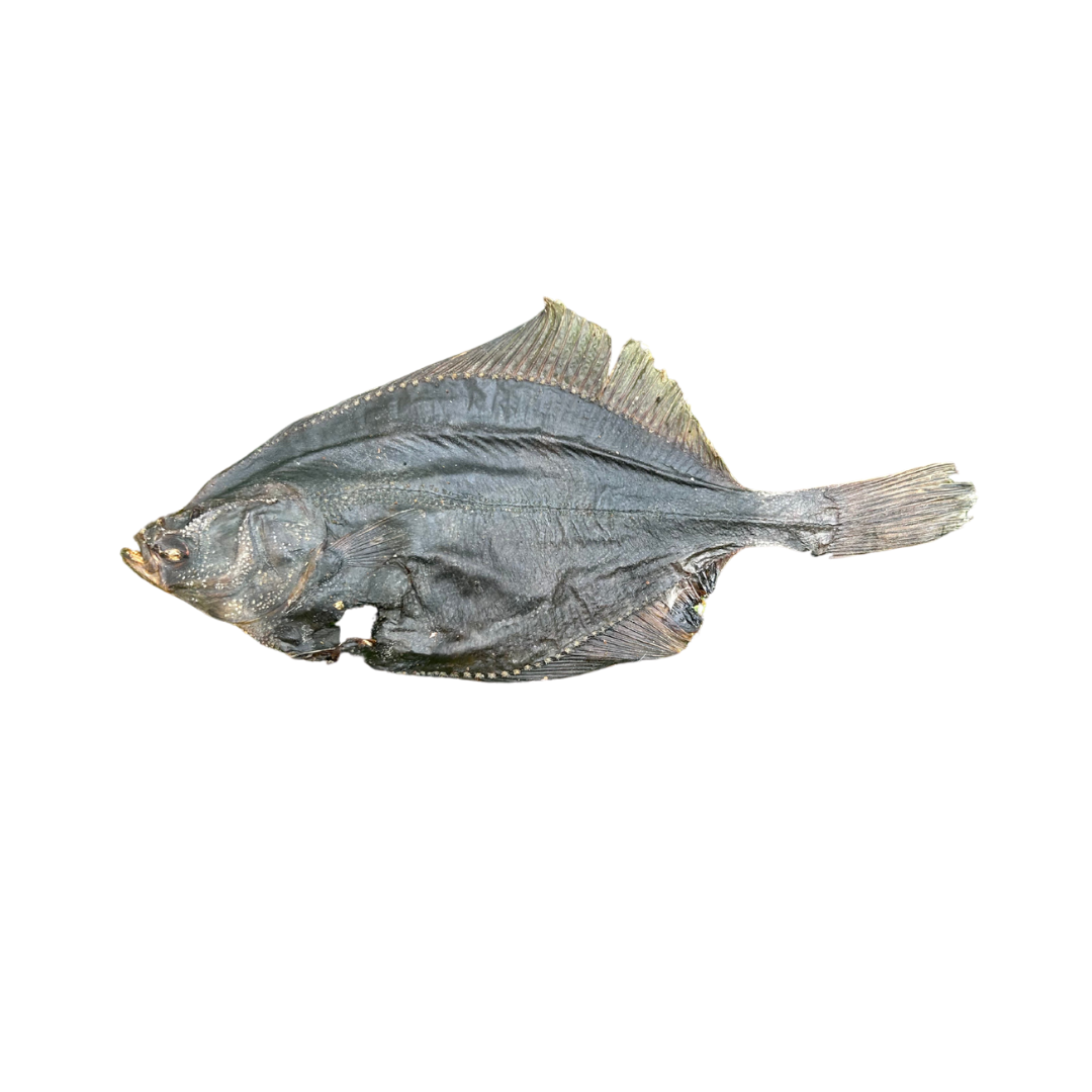 Flounder