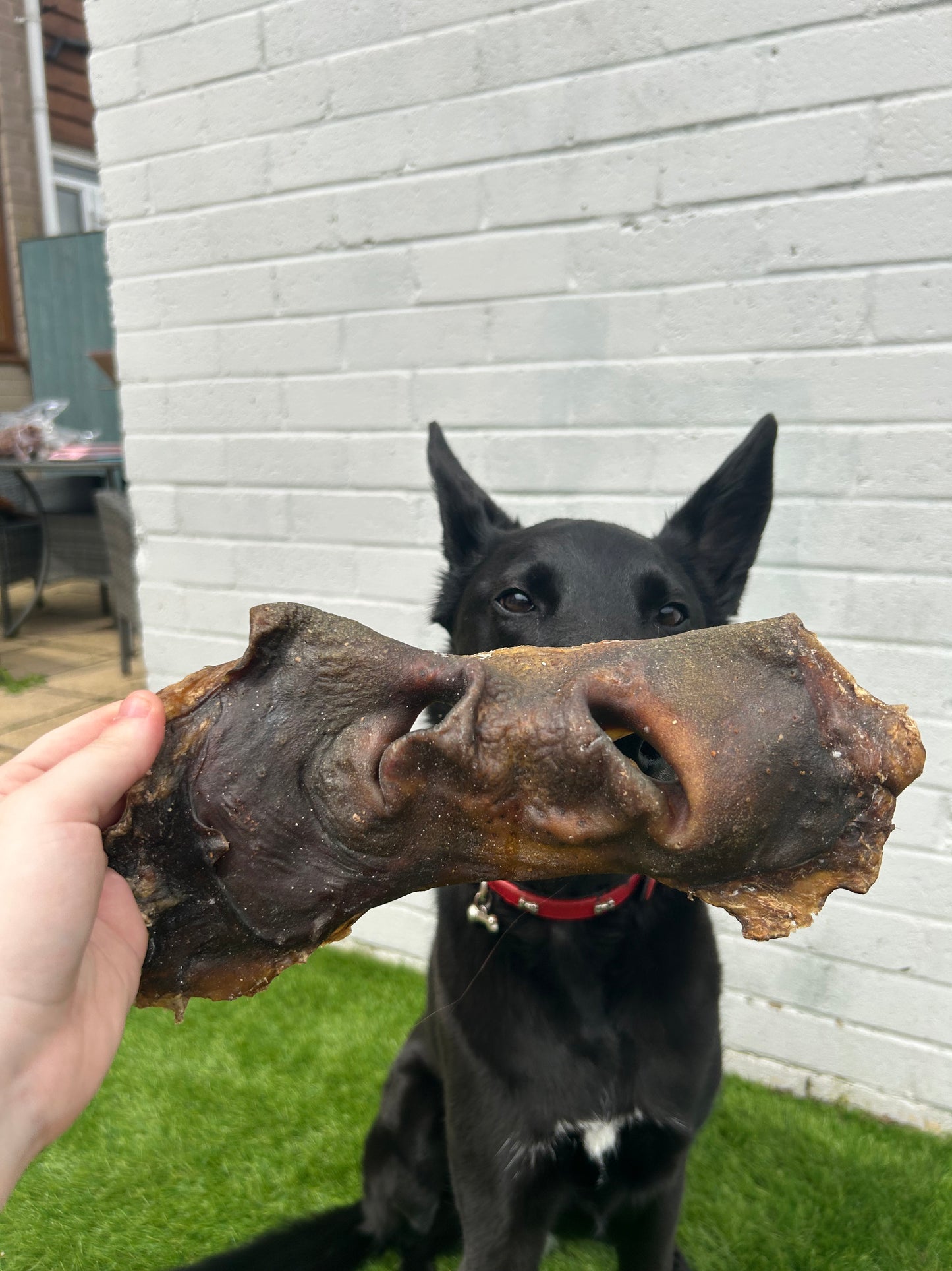 Beef Snout