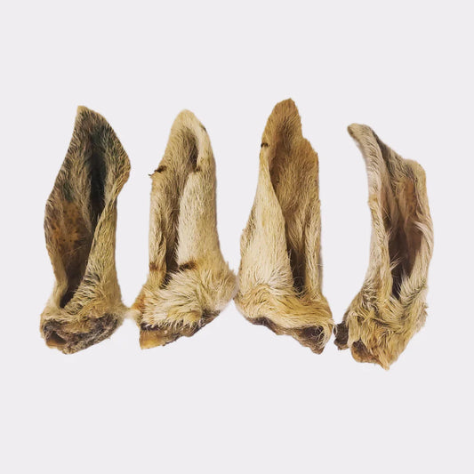 Hairy Lamb Ears